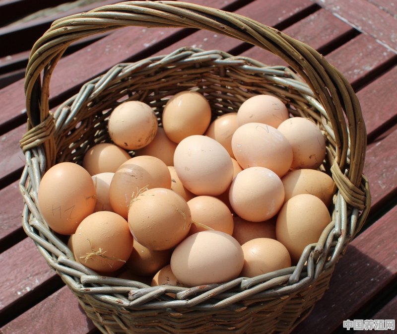 双黄鸡蛋到底能不能吃，是不是变异鸡下的蛋 - 中国养殖网