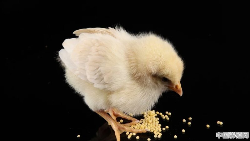 冠红毛亮的大棚鸡应该怎么养 - 中国养殖网