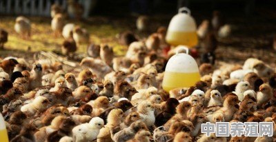 冠红毛亮的大棚鸡应该怎么养 - 中国养殖网