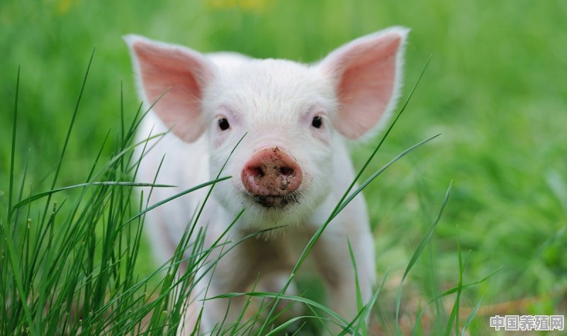 在山上养猪，用什么方法能够将猪养得更好呢 - 中国养殖网