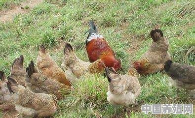 大家都说说养土鸡的心得 - 中国养殖网