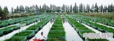 如何建养殖黄鳝的池子？如何选好的黄鳝种苗 - 中国养殖网