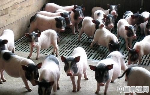 猪场养猪有没有前途 - 中国养殖网