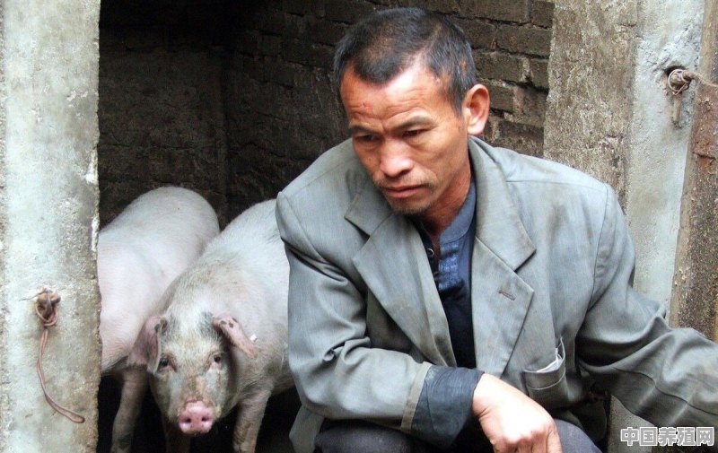 猪场养猪有没有前途 - 中国养殖网