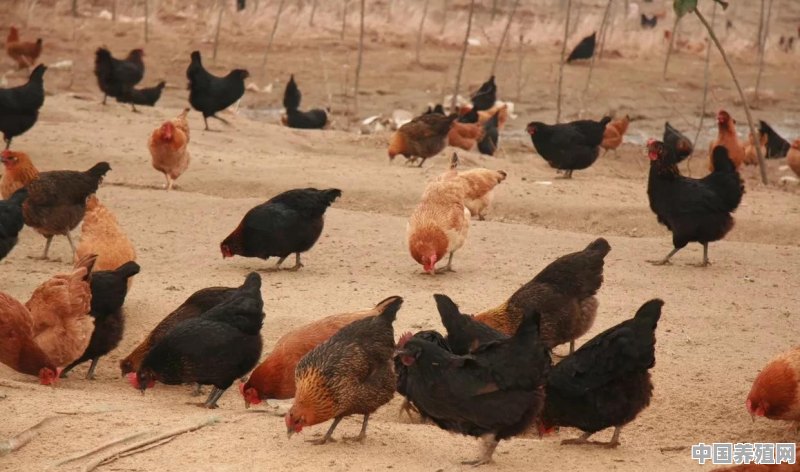 土鸡生态养殖及其特性主要基础有哪些 - 中国养殖网
