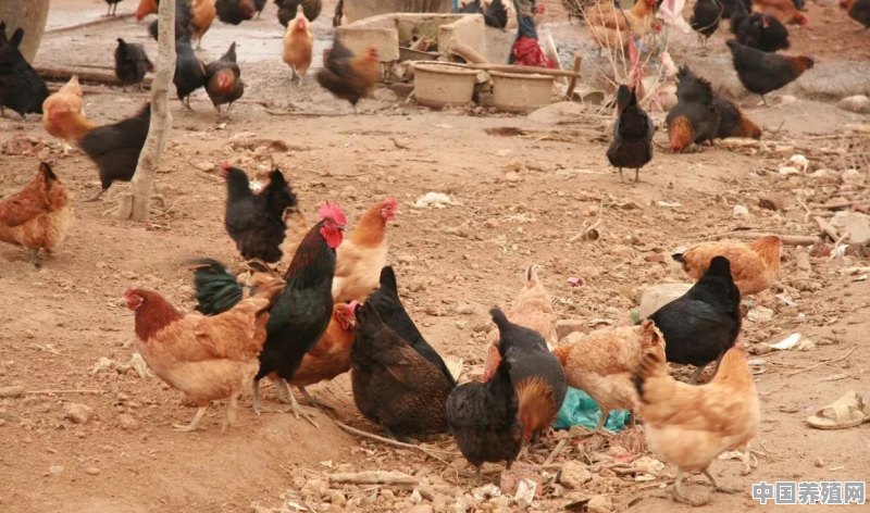土鸡生态养殖及其特性主要基础有哪些 - 中国养殖网