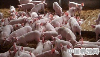 都说养猪污染环境，世界上是人多还是猪多 - 中国养殖网