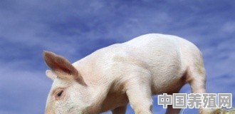都说养猪污染环境，世界上是人多还是猪多 - 中国养殖网