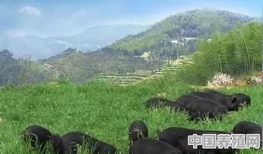 背靠西安市场，在秦巴山中养土猪前景乐观吗 - 中国养殖网