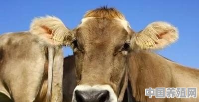 一年四季分别要如何养牛 - 中国养殖网