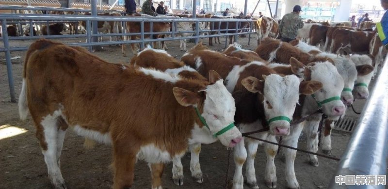 一年四季分别要如何养牛 - 中国养殖网