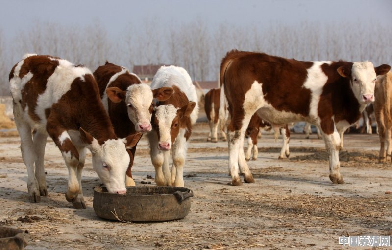 为什么有人建议养牛新手不养东北牛而养内蒙牛 - 中国养殖网