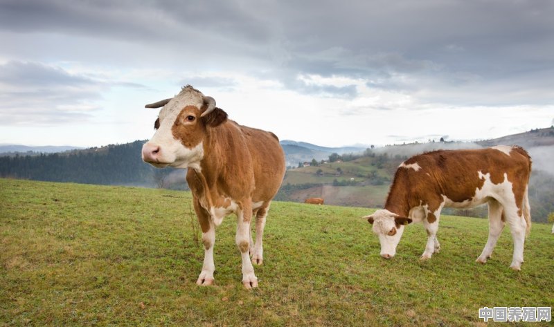 为什么有人建议养牛新手不养东北牛而养内蒙牛 - 中国养殖网