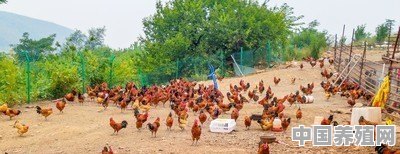 在海拔1200米的山顶养殖土鸡原始喂养，会受欢迎吗 - 中国养殖网
