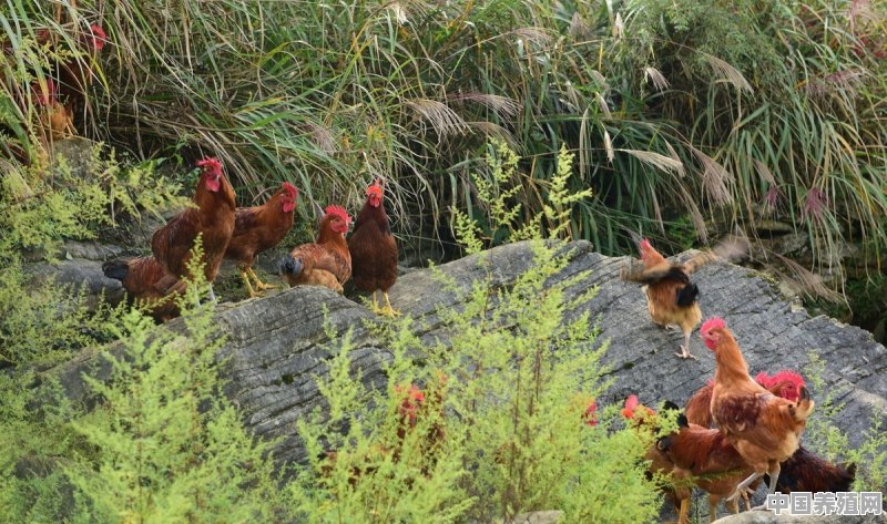 在海拔1200米的山顶养殖土鸡原始喂养，会受欢迎吗 - 中国养殖网