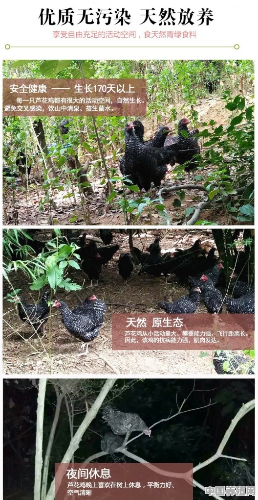 蛋鸡无抗养殖如何做 - 中国养殖网