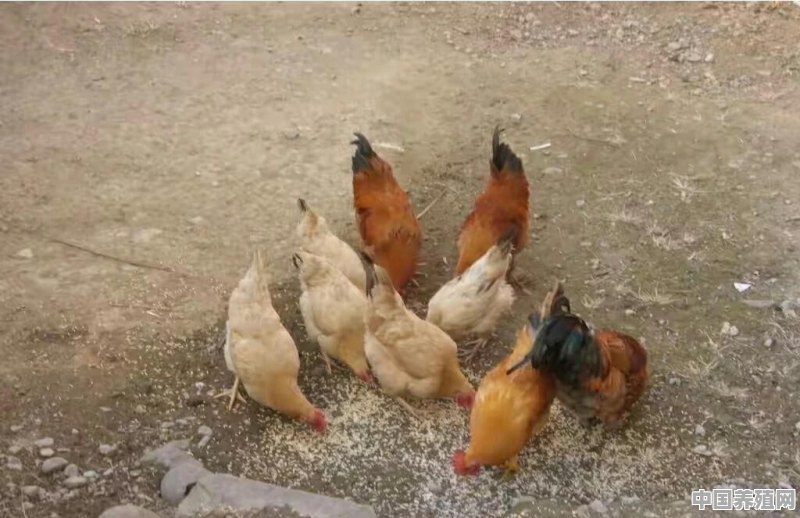 土鸡，土蛋鸡的养殖流程是怎样的？有大神可以聊聊么 - 中国养殖网