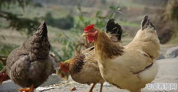 土鸡，土蛋鸡的养殖流程是怎样的？有大神可以聊聊么 - 中国养殖网