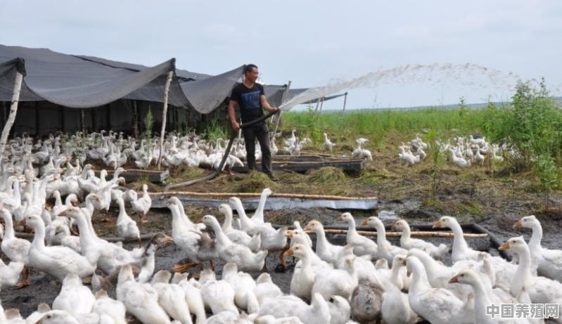 野鸡养殖前景如何 - 中国养殖网