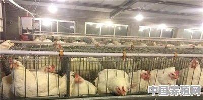 现在为什么白羽肉鸡苗这么便宜了 - 中国养殖网