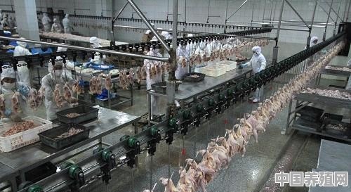 现在为什么白羽肉鸡苗这么便宜了 - 中国养殖网