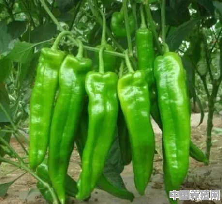 山东德州地区适合种植什么辣椒品种呢 - 中国养殖网