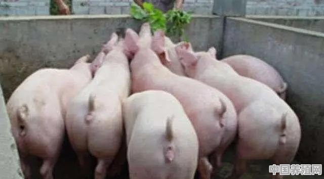有朋友预测，端午节市场猪肉价格每市斤在十五元左右，你怎么看 - 中国养殖网