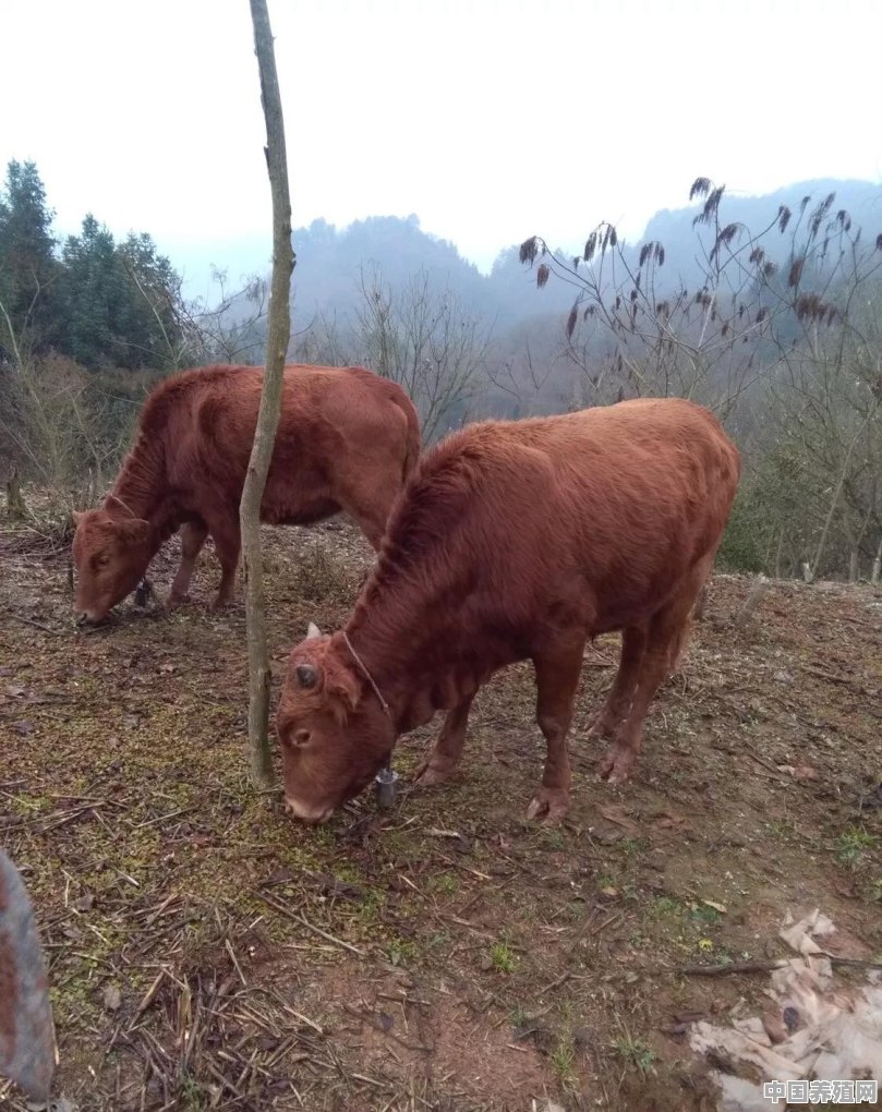 哪种牛更适合做种牛 - 中国养殖网