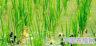 在稻田养鸭，怎样处理好鸭子与稻子都能丰收的矛盾 - 中国养殖网