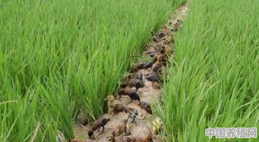 在稻田养鸭，怎样处理好鸭子与稻子都能丰收的矛盾 - 中国养殖网