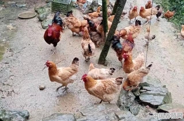 散养土鸡过程中，如何让“夜不归宿”的鸡群变成听话的“好孩子” - 中国养殖网