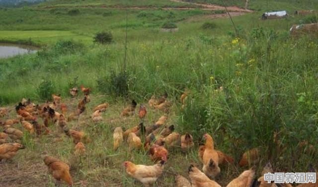 散养土鸡过程中，如何让“夜不归宿”的鸡群变成听话的“好孩子” - 中国养殖网