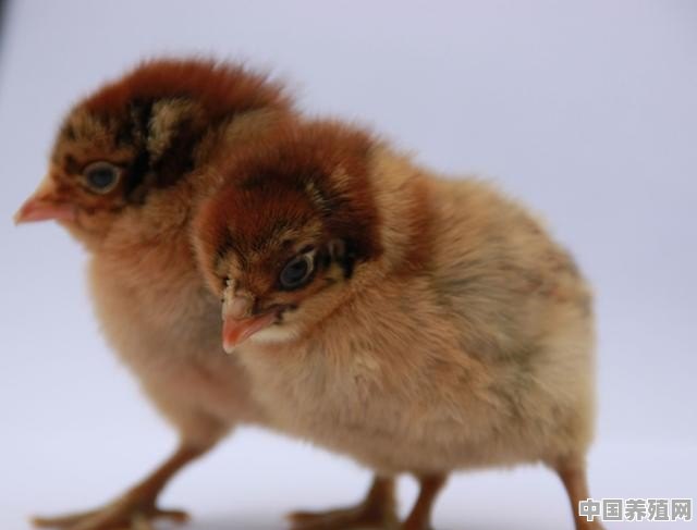 孵化的小鸡怎么喂养 - 中国养殖网