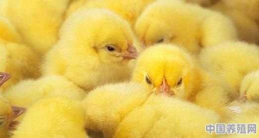 孵化的小鸡怎么喂养 - 中国养殖网