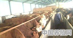 在农村搞养殖养羊和养牛哪个好养又赚钱 - 中国养殖网