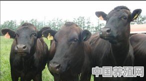 在农村搞养殖养羊和养牛哪个好养又赚钱 - 中国养殖网