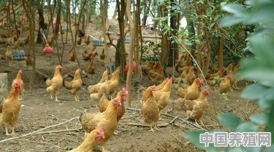 雏鸡得了鸡白痢怎么治 - 中国养殖网