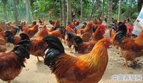 乡下散养的土鸡，城里人都爱买着吃，供不应求，土鸡到底该如何养 - 中国养殖网