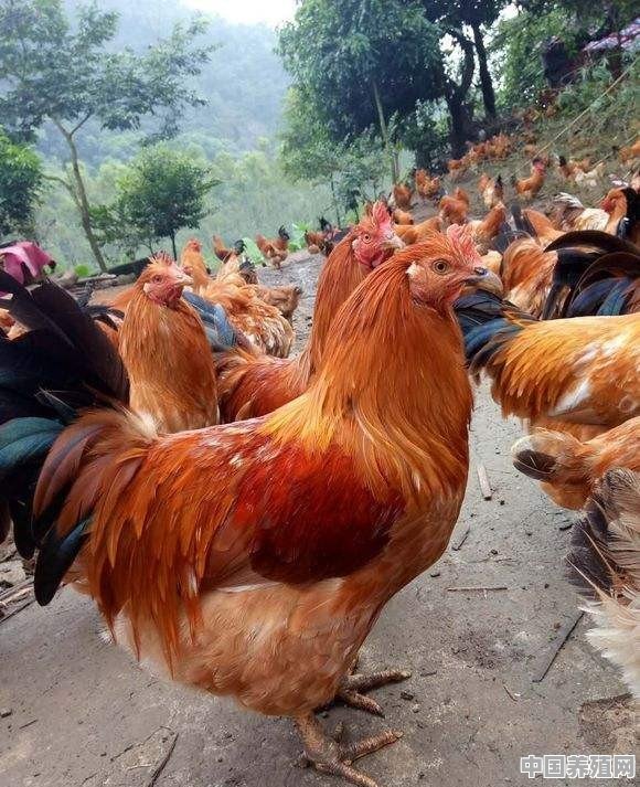 乡下散养的土鸡，城里人都爱买着吃，供不应求，土鸡到底该如何养 - 中国养殖网