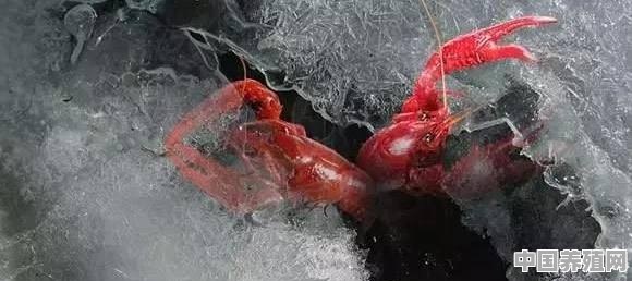 龙虾养殖怎么过冬 - 中国养殖网