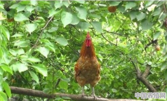 养鸡适合种什么果树 - 中国养殖网