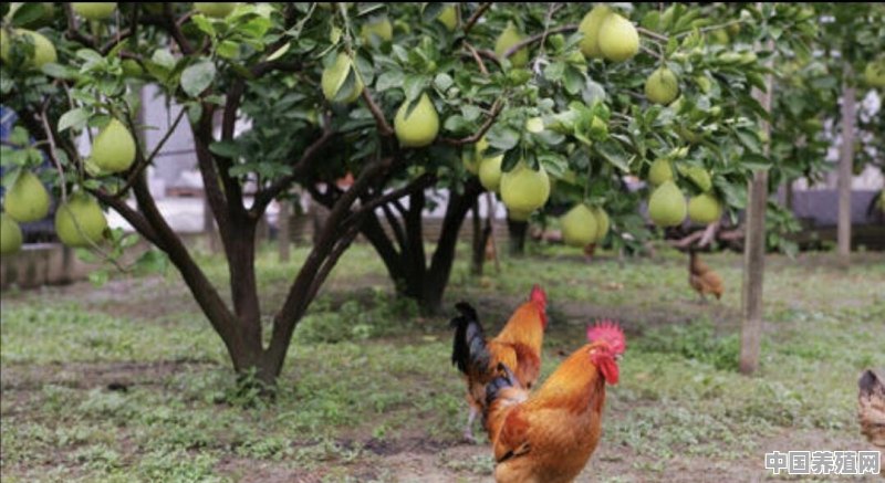 养鸡适合种什么果树 - 中国养殖网