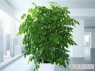 新买的幸福树叶子又大又绿怎么养的 - 中国养殖网