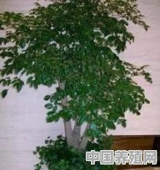 新买的幸福树叶子又大又绿怎么养的 - 中国养殖网