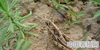 如何在稻田里捉很多蚂蚱 - 中国养殖网
