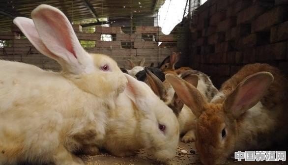 请问野兔怎样饲养 - 中国养殖网