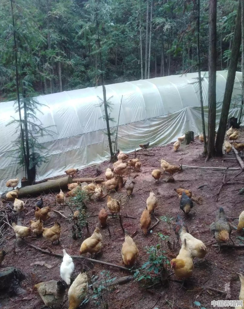 在荒山上散养土鸡的鸡舍搭建，从鸡苗到成年鸡有什么要求吗 - 中国养殖网