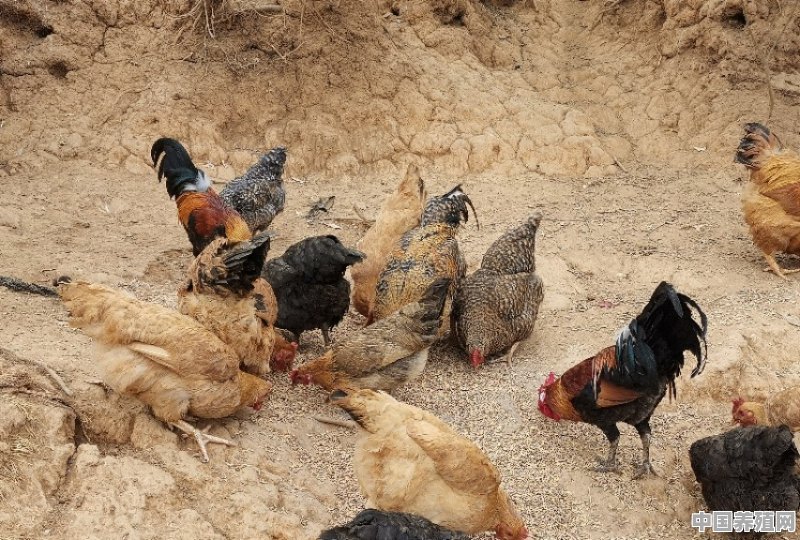 在荒山上散养土鸡的鸡舍搭建，从鸡苗到成年鸡有什么要求吗 - 中国养殖网