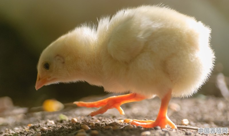 如何养小鸡 - 中国养殖网