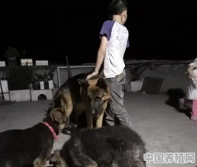 佛山那里有德牧养殖场，幼犬怎么喂养 - 中国养殖网